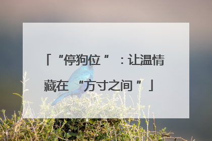 “停狗位 ”：让温情藏在 “方寸之间 ”