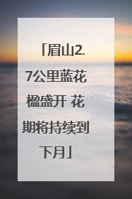 眉山2.7公里蓝花楹盛开 花期将持续到下月