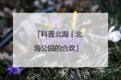 科普北海丨北海公园的合欢