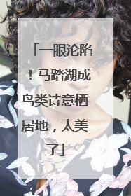 一眼沦陷！马踏湖成鸟类诗意栖居地，太美了