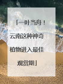 一叶当舟！云南这种神奇植物进入最佳观赏期