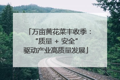 万亩黄花菜丰收季：“质量 + 安全” 驱动产业高质量发展