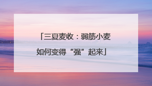 三夏麦收：弱筋小麦如何变得“强”起来