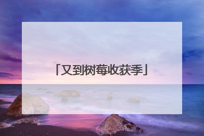 又到树莓收获季