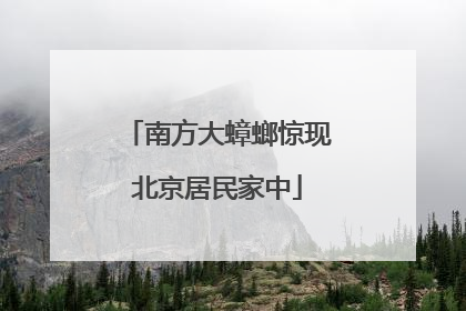 南方大蟑螂惊现北京居民家中