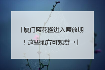 厦门蓝花楹进入盛放期！这些地方可观赏→