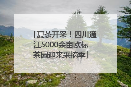 夏茶开采！四川通江5000余亩欧标茶园迎来采摘季