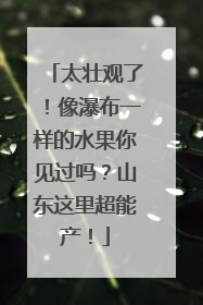 太壮观了！像瀑布一样的水果你见过吗？山东这里超能产！