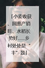 小麦收获、圆葱产销旺、水稻长势好……乡村处处是“丰”景