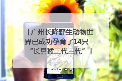 广州长隆野生动物世界已成功孕育了14只“长鼻猴二代三代”