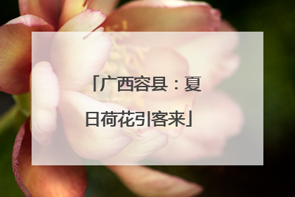广西容县：夏日荷花引客来
