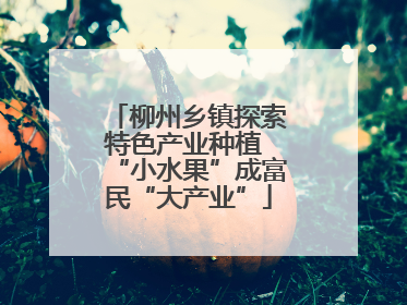 柳州乡镇探索特色产业种植 “小水果”成富民“大产业”