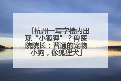 杭州一写字楼内出现“小狐狸”？兽医院院长：普通的宠物小狗，像狐狸犬
