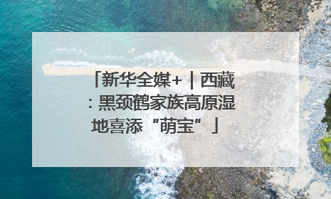 新华全媒+｜西藏：黑颈鹤家族高原湿地喜添“萌宝”
