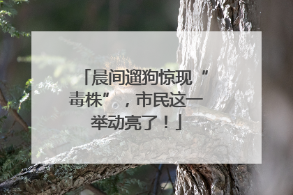 晨间遛狗惊现“毒株”，市民这一举动亮了！