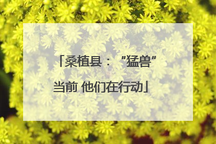 桑植县：“猛兽”当前 他们在行动