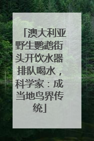 澳大利亚野生鹦鹉街头开饮水器排队喝水，科学家：成当地鸟界传统
