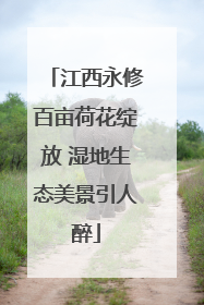 江西永修百亩荷花绽放 湿地生态美景引人醉