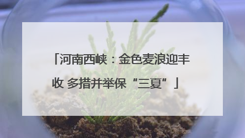 河南西峡：金色麦浪迎丰收 多措并举保“三夏”