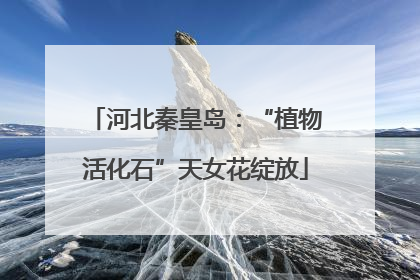 河北秦皇岛：“植物活化石”天女花绽放