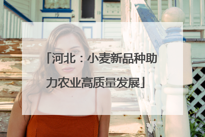 河北：小麦新品种助力农业高质量发展