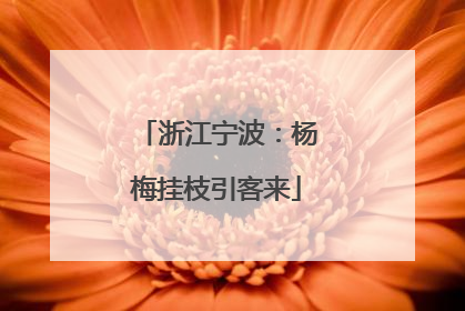 浙江宁波：杨梅挂枝引客来