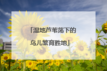 湿地芦苇荡下的鸟儿繁育胜地
