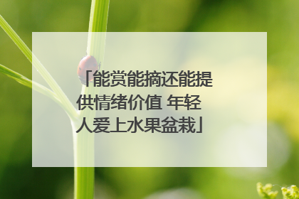 能赏能摘还能提供情绪价值 年轻人爱上水果盆栽