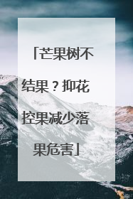 芒果树不结果？抑花控果减少落果危害
