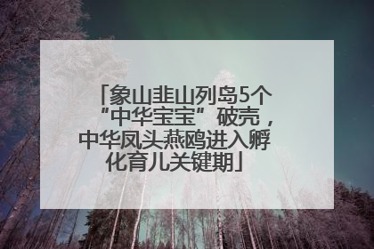 象山韭山列岛5个“中华宝宝”破壳，中华凤头燕鸥进入孵化育儿关键期