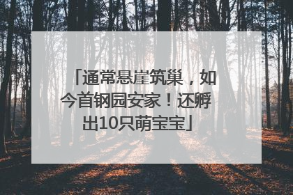 通常悬崖筑巢，如今首钢园安家！还孵出10只萌宝宝