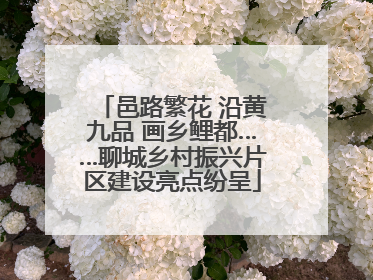 邑路繁花 沿黄九品 画乡鲤都……聊城乡村振兴片区建设亮点纷呈