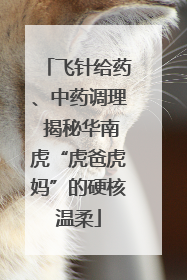 飞针给药、中药调理 揭秘华南虎“虎爸虎妈”的硬核温柔