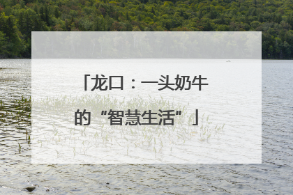 龙口：一头奶牛的“智慧生活”