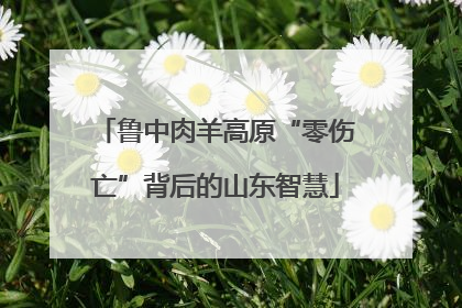 鲁中肉羊高原“零伤亡”背后的山东智慧