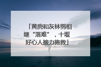 黄麂和灰林鸮相继“落难”，十堰好心人接力施救