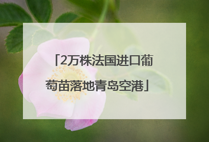 2万株法国进口葡萄苗落地青岛空港